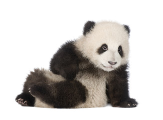 Naklejka premium Giant Panda (6 miesięcy) - Ailuropoda melanoleuca