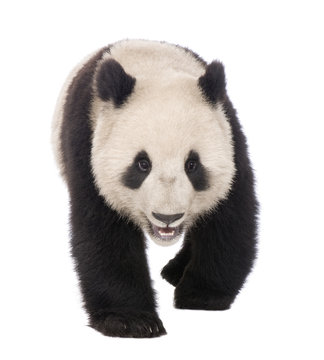 Fototapeta Giant Panda (18 months) - Ailuropoda melanoleuca