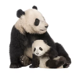 Wall murals Panda Giant Panda (18 months) - Ailuropoda melanoleuca