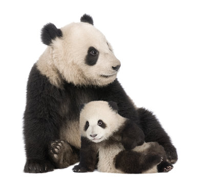 Fototapeta Giant Panda (18 months) - Ailuropoda melanoleuca