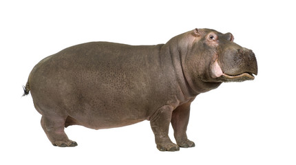 Hippopotamus - Hippopotamus amphibius ( 30 years) - obrazy, fototapety, plakaty