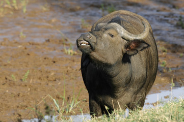 African Buffalo, Cape Buffalo (Syncerus caffer)