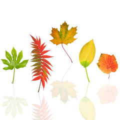 Fototapeta premium Dancing Leaves of Autumn
