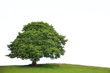 Old Sycamore Tree