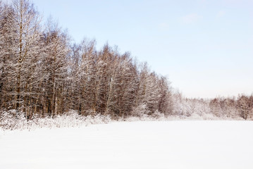 Edge of a forest