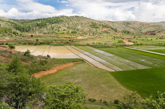 riziere de madagascar