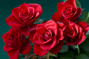red roses