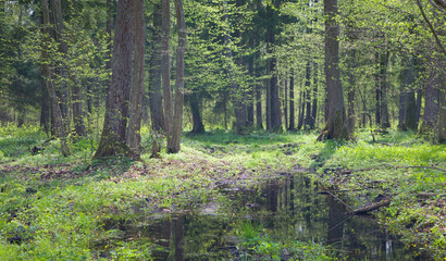 Fototapeta na wymiar Mokry naturalny las mieszany z wodą w planie na wiosnę