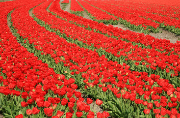 Red tulips