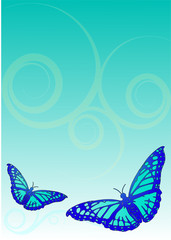 Obraz na płótnie Canvas Schmetterling Illustration