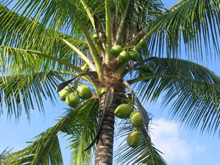 Fototapeta premium Cocotier à Bali