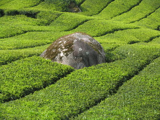 Plantation de thé au Cameron Highlands / Malaisie