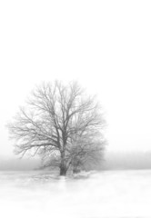 Fototapeta premium oak alley