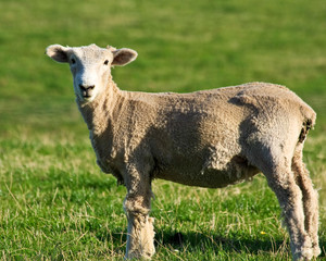 Obraz na płótnie Canvas Shorn Sheep