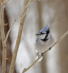 Blue Jay