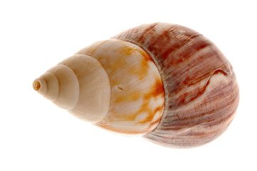 Seashell isolated on white background