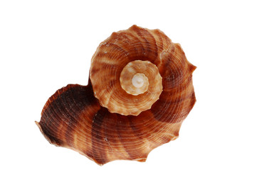 Seashell isolated on white background