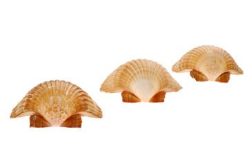 Seashells isolated on white background