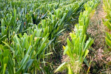 Castelsagrat, France 2008 8