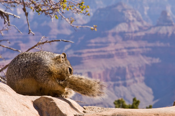 Squirrel Biting its Tail at Grand Canyon