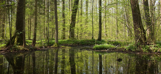 Fototapeta premium Springtime alder bog stand of Bialowieza Forest