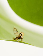 Yellow ladybug