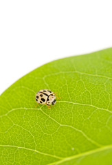 Yellow ladybug