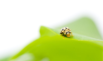 Yellow ladybug