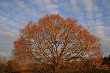 Fototapeta na wymiar Wierzchołek drzewa