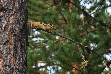 Chipmunk on the pine in the evergreen forest