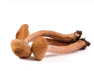 Armillaria - Honey fungus 2