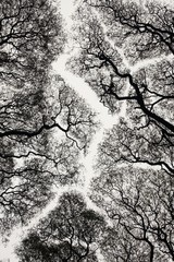 Tree silhouette - 11758828