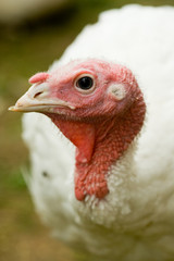 Turkey