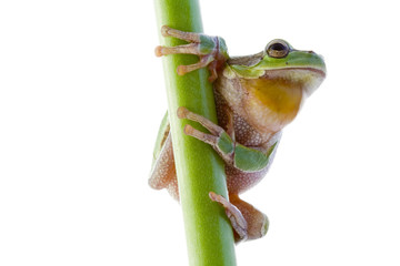 Tree frog