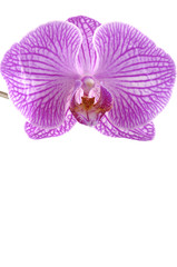 Fototapeta na wymiar pink orchid