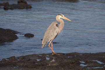 Great Blue Heron (Ardea herodias)