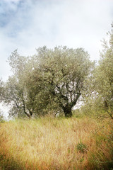 Italian Olive Tree (retro coloring)
