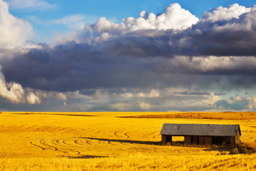 Wooden shed in field after harvesting