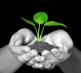 plant in hands