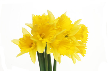 Daffodils