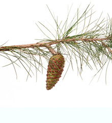 Pine branch with cone isolated on white background