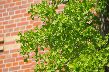 Ginkgo 35