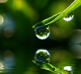 drop on grass