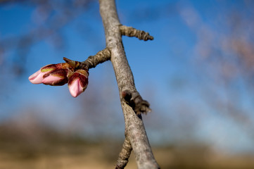 Almond tree - Branch with flower buds