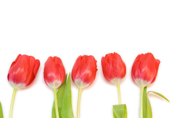 red tulips isolated on white. valentine's day
