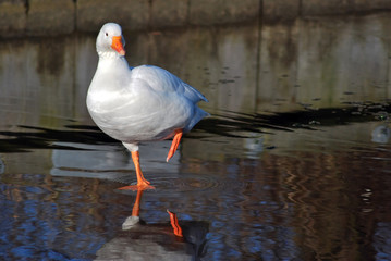 Gans bekommt kalte Füsse