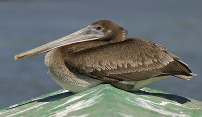 Squatting brown pelican