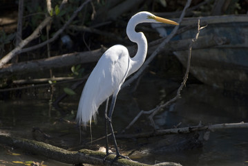 Snowy egret standing in mangrove swamp