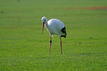 Weißstorch (Ciconia ciconia)