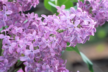 lilac
